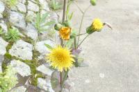 Sonchus oleraceus