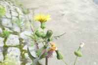 Sonchus oleraceus