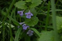 Glechoma hederacea