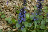 Ajuga reptans
