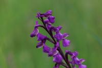 Anacamptis morio