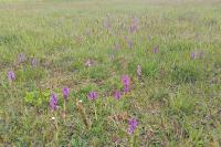 Anacamptis morio
