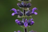 Salvia verbenaca