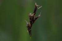 Carex praecox