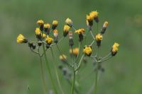 Crepis vesicaria