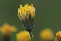 Crepis vesicaria