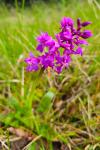 Orchis mascula