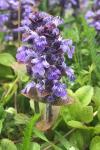 Ajuga reptans