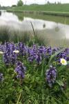 Ajuga reptans