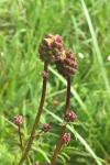 Poterium sanguisorba