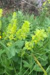 Cruciata laevipes