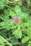 Trifolium pratense