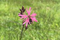 Lychnis flos-cuculi