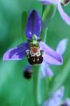 Ophrys apifera