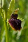 Ophrys aranifera