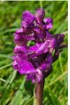 Anacamptis morio