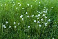 Taraxacum officinale