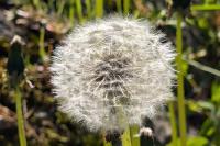 Taraxacum officinale