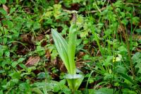 Orchis purpurea