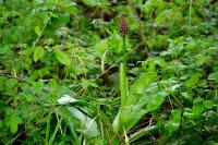 Orchis purpurea