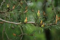 Pinus sylvestris