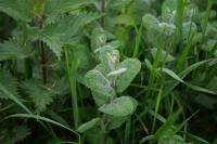 Mentha suaveolens