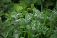 Mentha suaveolens