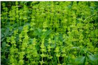Cruciata laevipes