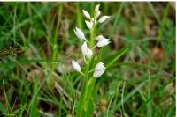 Cephalanthera longifolia