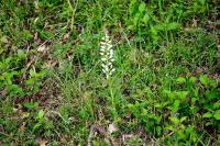 Cephalanthera longifolia