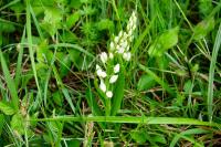 Cephalanthera longifolia