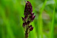 Orchis purpurea