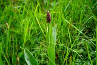 Orchis purpurea