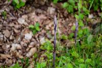 Limodorum abortivum