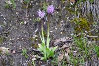 Orchis simia