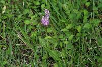 Orchis simia