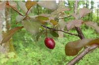 Prunus