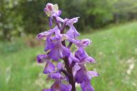 Anacamptis morio