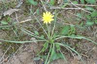 Scorzonera humilis