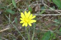Scorzonera humilis