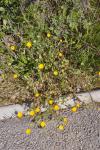 Calendula arvensis