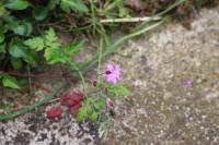 Geranium robertianum