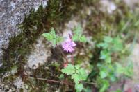 Geranium robertianum