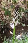 Asphodelus albus