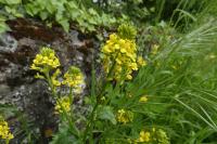 Barbarea vulgaris