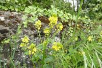 Barbarea vulgaris
