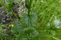 Barbarea vulgaris