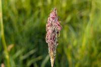 Alopecurus pratensis