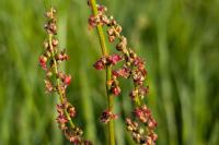 Rumex acetosa