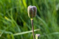 Fritillaria meleagris